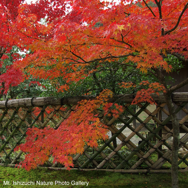 kyoto (081)